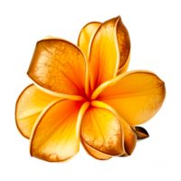 orange tropical flower illustration png