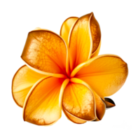 ai generativ Orange tropisch Blume Illustration png