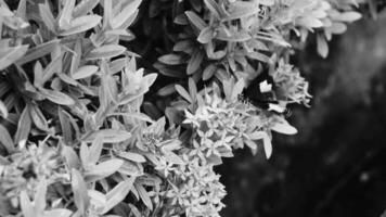 negro y blanco mariposa mariposas insecto en verde planta tailandia video