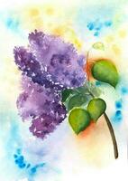 Hand drawn watercolor lilac. vector