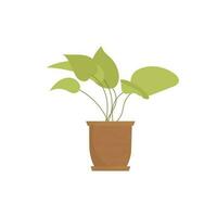 Indoor plant. Isolated. Flat style. vector