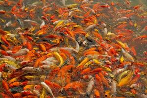 Schools of carp in the ponds huddle together to compete for the food thrown by the tourists. It's the survival of living beings. Soft and selective focus. photo