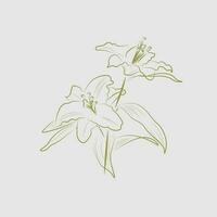 Lily Flower line art vector