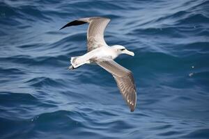 The albatross spreads its wings and flies over the water, . photo