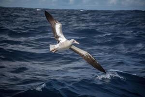 el albatros se extiende sus alas y moscas terminado el agua, generativo ai. foto