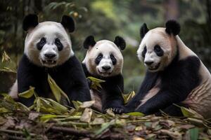 Three pandas are sitting in the park and eating bamboo, . photo