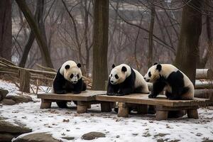 Three pandas are sitting in the park and eating bamboo, . photo