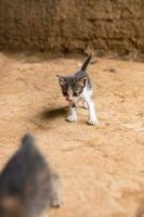 pueblo gatitos son jugando en el suelo foto