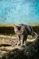 a domestic tomcat is standing on a rock with big tree roots in front of it photo