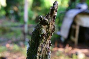 old tree trunks that have been porous in growing moss and plants photo