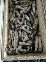 Milkfish in a box for sale at the fish market photo