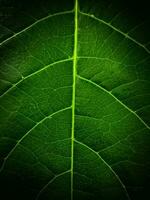 close up leaf texture background suitable for background, wallpaper and other photo