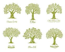 Olive oil, olives and olive trees icons vector