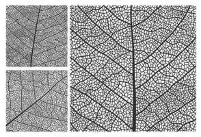 Leaf texture pattern background with veins, cells vector