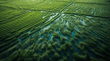 , field of green grass with water sprinkled, aerial view drone photography. Swamp landscape. photo
