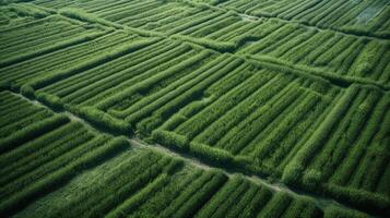 , field of green grass with water sprinkled, aerial view drone photography. Swamp landscape. photo