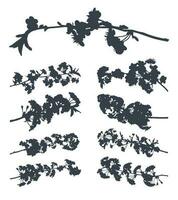 Vector black silhouette of a cherry blossom. Flowering tree branches