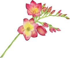 Watercolor illustration of a red freesia, bouquet, branch with buds. .Illustration for greeting cards, invitations, and other printing projects. vector