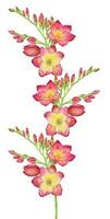 Watercolor illustration of a red freesia, bouquet, branch with buds. .Illustration for greeting cards, invitations, and other printing projects. vector