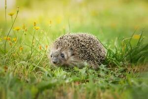 hedgehog on the grass. photo