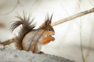 cute young squirrel on tree with held out paw against blurred winter forest in background. photo