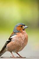 Portrait of a finch on the road photo