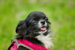 Funny little chihuahua dog plays on the grass. photo