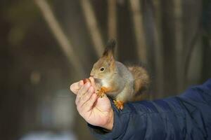 Red squirrel sitting on a tree branch in winter forest and nibbling seeds on snow covered trees background.. photo