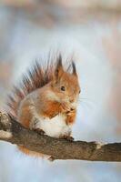 cute young squirrel on tree with held out paw against blurred winter forest in background. photo