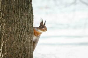 cute young squirrel on tree with held out paw against blurred winter forest in background. photo