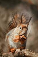 selective image of red squirrels eating nut on wooden stump photo