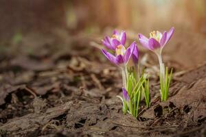 Purple Crocus Flowers in Spring. High quality photo. photo