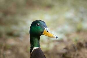 A closeup shot of a cute big brown duck photo
