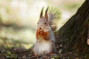 Red Squirrel climbing up in a tree. photo