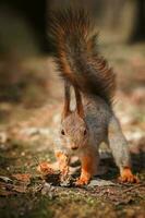 Red Squirrel climbing up in a tree. photo