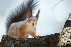 Red Squirrel climbing up in a tree. photo