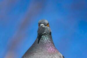 A beautiful pigeon sits on the snow in a city park in winter.. photo