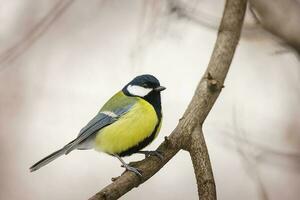The great tit sitting on tree branch. photo