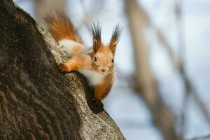 cute young squirrel on tree with held out paw against blurred winter forest in background. photo