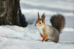 cute young squirrel on tree with held out paw against blurred winter forest in background photo