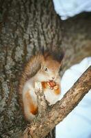 cute young squirrel on tree with held out paw against blurred winter forest in background photo