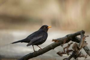 Blackbird Turdus Merula singing in a tree photo