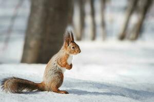 cute young squirrel on tree with held out paw against blurred winter forest in background photo