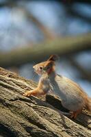 cute young squirrel on tree with held out paw against blurred winter forest in background photo