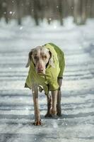 dog portrait on the white winter background photo