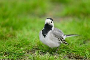 White wagtail bird Motacilla alba in the meadow in spring photo