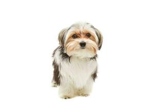 Cute maltese puppy isolated on white background photo