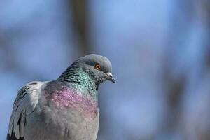 A beautiful pigeon sits on the snow in a city park in winter. photo