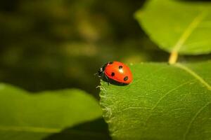 ladybug Coccinellidae on parsley stem and green background photo