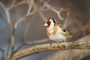 Single goldfinch Carduelis carduelis isolated on clean background photo